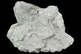 Fossil Crinoid (Eucalyptocrinus) Calyx - Indiana #110789-1